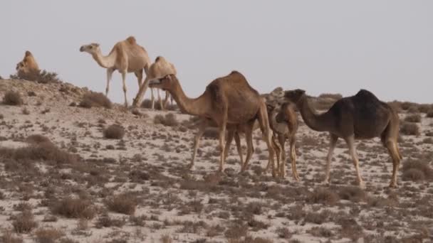 Herd Dromedary Camels Western Sahara Africa — Stock Video