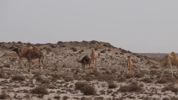 Herd Van Dromedaris Kamelen Westelijke Sahara Afrika — Stockvideo