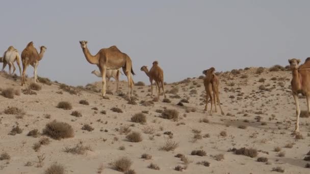 Herd Van Dromedaris Kamelen Vlucht Westelijke Sahara Afrika — Stockvideo