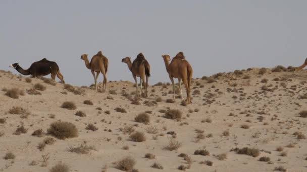 Herd Van Dromedaris Kamelen Loopt Weg Westelijke Sahara Afrika — Stockvideo