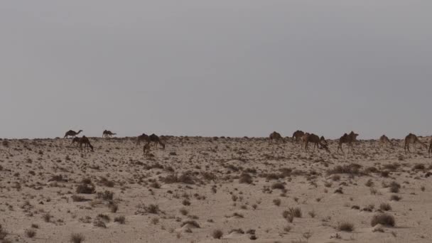 Manada Camellos Dromedarios Sahara Occidental África — Vídeos de Stock