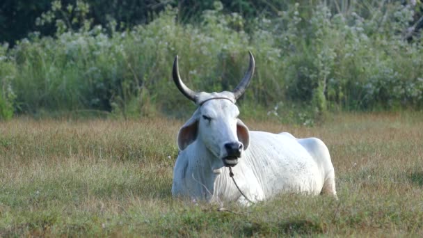 Ινδική Αγελάδα Που Βρίσκεται Στο Γρασίδι Στις Φιλιππίνες — Αρχείο Βίντεο