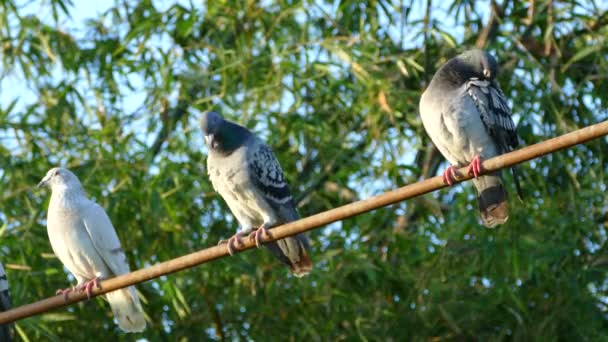Three Pigeons Sitting Stick Morning — Stock Video