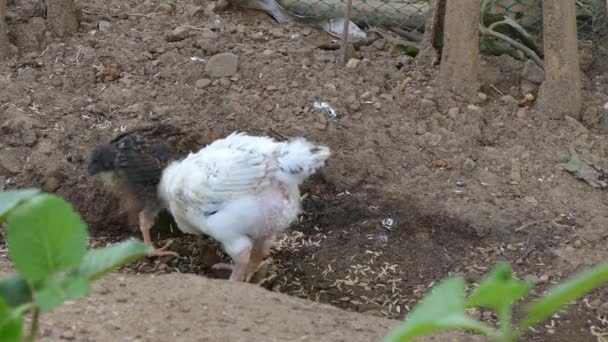 Zwei Kleine Hühner Auf Nahrungssuche Auf Einer Freilandhühnerfarm Auf Den — Stockvideo