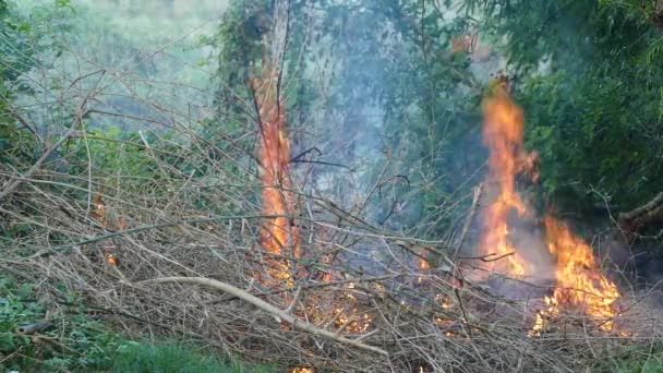 Tűz Fülöp Szigeteki Erdőben — Stock videók