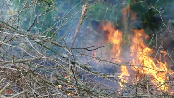 Kebakaran Hutan Filipina — Stok Video