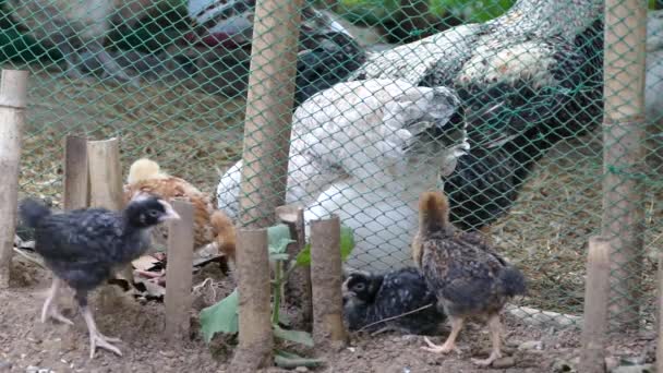 フィリピンの自由な範囲の鶏の農場を歩く赤ん坊の鶏 — ストック動画