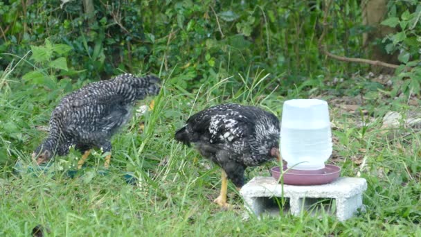 Schwarzes Und Weißes Huhn Trinkt Wasser Und Isst Auf Einer — Stockvideo