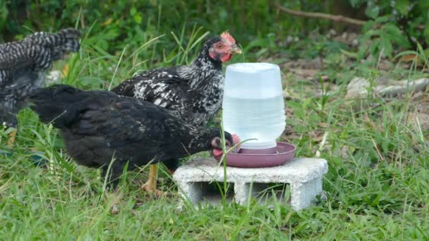 Zwei Schwarze Hühner Trinken Wasser Auf Einer Farm Auf Den — Stockvideo