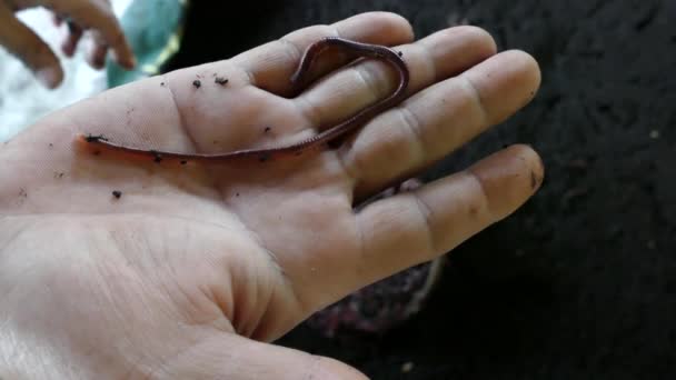 Composteerworm Vermicomposting Een Boerderij Filipijnen — Stockvideo