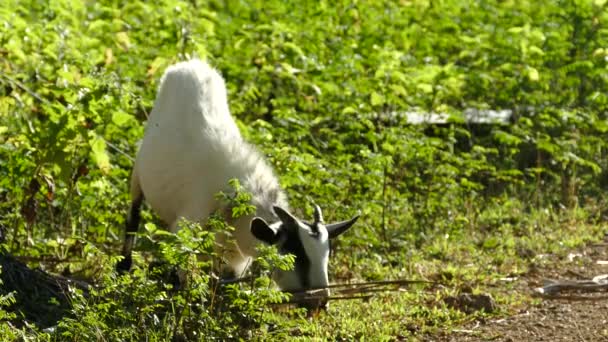 Cabra Comendo Grama Pela Manhã Campo Das Filipinas — Vídeo de Stock