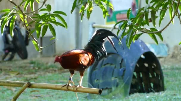 Hahn Auf Einem Hahnenkampf Bauernhof Fällt Auf Den Philippinen Fast — Stockvideo