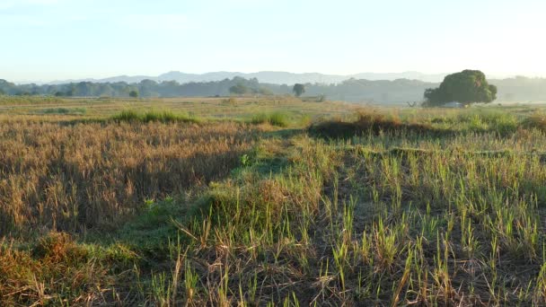 菲律宾山区的农田景观 — 图库视频影像