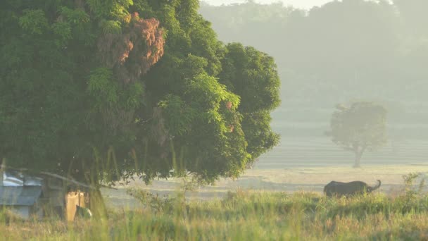 Ochtend Landbouwgrond Landschap Met Een Waterbuffel Filippijnen — Stockvideo