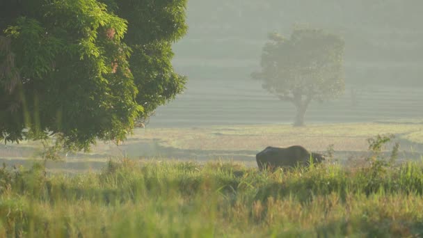 Ochtend Landbouwgrond Landschap Met Een Waterbuffel Filippijnen — Stockvideo