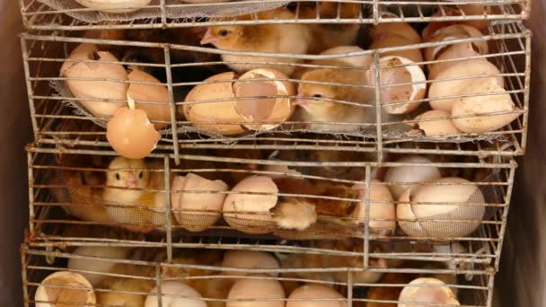 Close Baby Chicks Incubator Box Farm Philippines — Stock video