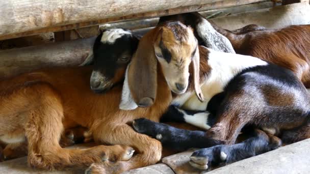Close Três Cabras Que Deitam Juntas Uma Fazenda Nas Filipinas — Vídeo de Stock