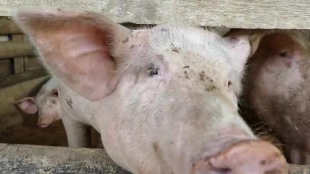 Memberi Makan Daun Untuk Babi Sebuah Peternakan Filipina — Stok Video