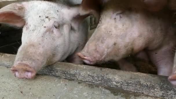 Три Любопытные Свиньи Ферме Филиппинах — стоковое видео