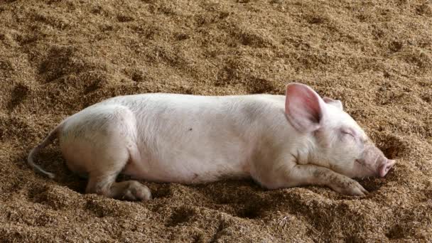 Cerdo Bebé Durmiendo Una Granja Filipinas — Vídeos de Stock