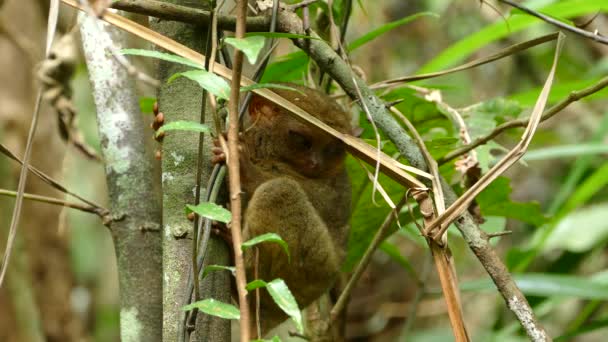 Filipínský Tarsier Jeden Nejmenších Primátů Spících Stromě — Stock video