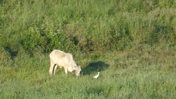 Vache Indienne Aigrette Campagne Des Philippines — Video