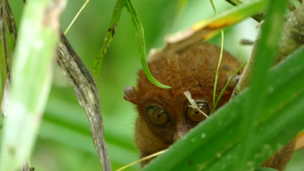 Filippijnse Tarsier Een Van Kleinste Primaten Die Met Zijn Grote — Stockvideo