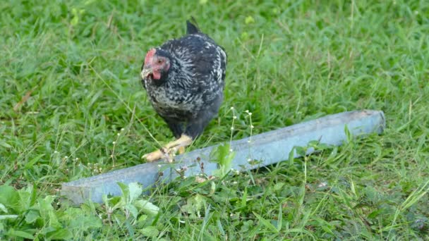 鶏の葉と他のフィリピンの農場で食べ物を食べるために到着します — ストック動画