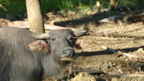在菲律宾的一个农场 一只水牛看着摄像机 — 图库视频影像