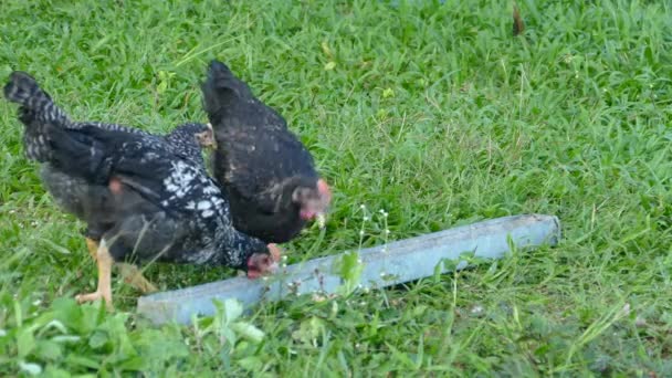 Tiga Ayam Hitam Dan Putih Makan Makanan Sebuah Peternakan Filipina — Stok Video