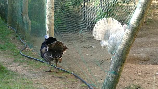 Dos Pavos Separados Uno Del Otro Una Granja Filipinas — Vídeo de stock