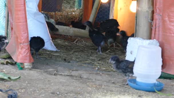 在菲律宾的一个农场里 小鸡们正在走来走去 — 图库视频影像