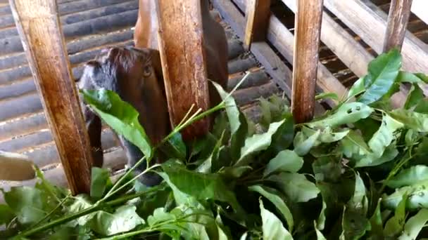 Cabra Marrom Comendo Folhas Manhã Uma Fazenda Nas Filipinas — Vídeo de Stock