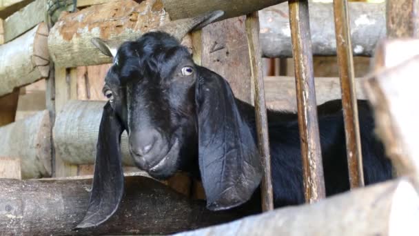 Chèvre Noire Mangeant Nourriture Regarde Vers Caméra Dans Une Ferme — Video