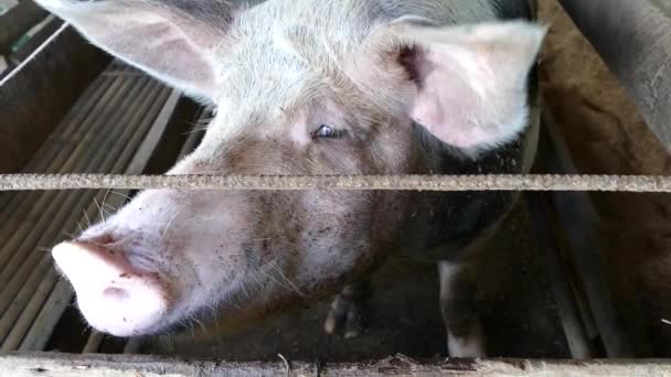 Cerca Cerdo Establo Una Granja Filipinas — Vídeos de Stock