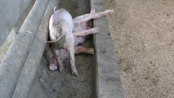Bebé Cerdo Camina Sobre Bebé Cerdo Dormido Bassin Agua Seca — Vídeos de Stock