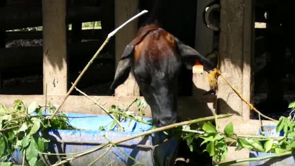 菲律宾一个农场的奶牛吃树叶的特写镜头 — 图库视频影像