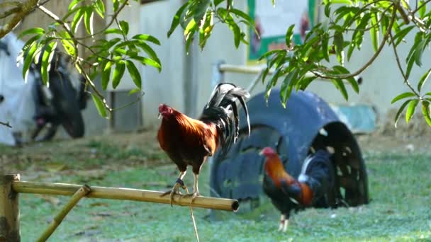 Galo Cantando Uma Fazenda Luta Galos Nas Filipinas — Vídeo de Stock