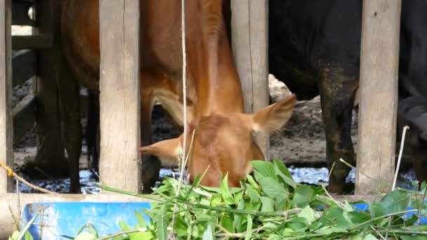 Zbliżenie Brązowej Krowy Jedzącej Liście Farmie Filipinach — Wideo stockowe