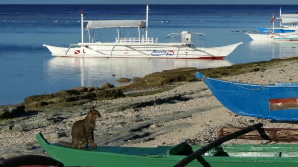 Cat Περπάτημα Catamaran Βάρκα Στην Παραλία Του Νησιού Balicasag Στο — Αρχείο Βίντεο