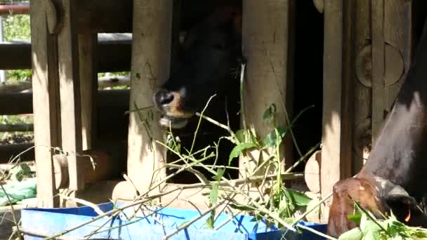 Close Van Twee Koeien Die Bladeren Eten Een Boerderij Filippijnen — Stockvideo