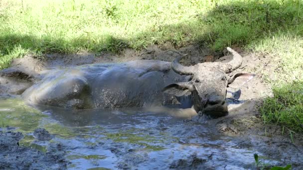 Wasserbüffel Liegen Einem Wasserpool Auf Dem Land Von Anda Bohol — Stockvideo