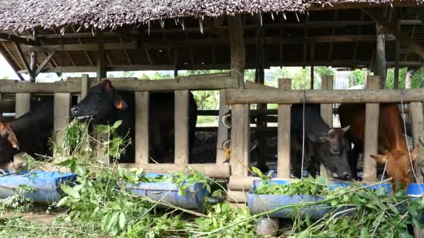 Cztery Krowy Jedzące Liście Farmie Filipinach — Wideo stockowe