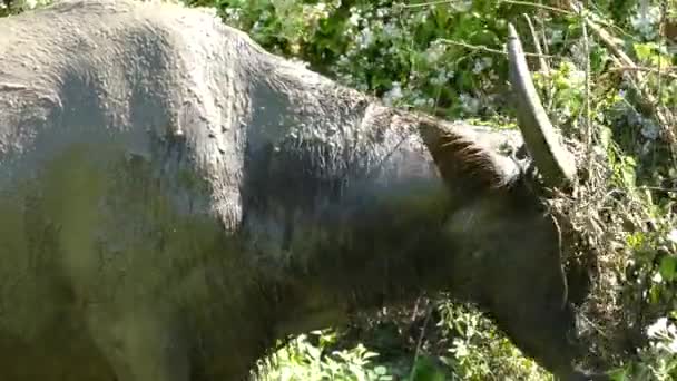 Buffle Eau Grattant Tête Arbre Campagne Anda Bohol Aux Philippines — Video