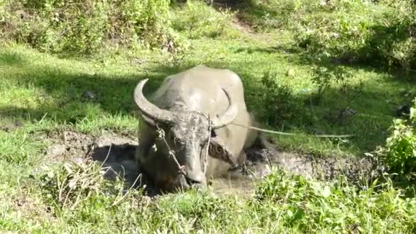 Buffle d'eau marchant et roulant dans une piscine d'eau à la campagne d'Anda Bohol aux Philippines