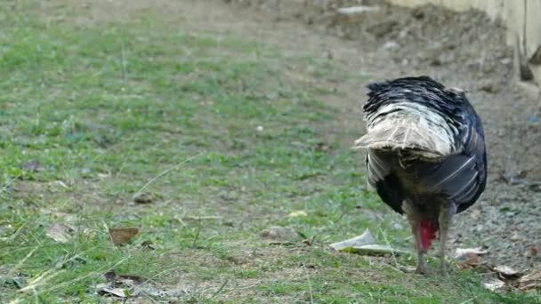 黒七面鳥は歩き回り フィリピンの農場で彼の羽をセットアップします — ストック動画