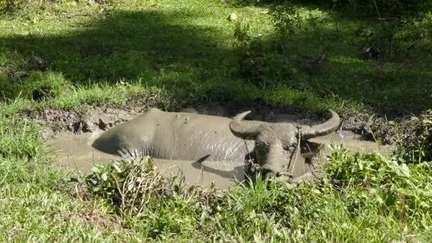 Buffle d'eau couché dans une piscine d'eau à la campagne d'Anda Bohol aux Philippines