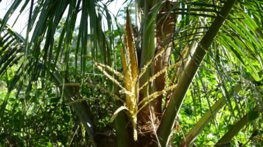 Filipinler ormanında palmiye çiçeği
