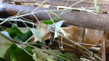 Keçi, sabah Filipinler 'de bir çiftlikte yaprak yiyor.