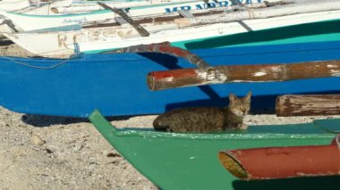 Filipinler, Bohol 'daki Balicasag Adası sahilindeki Catamaran teknesinde sabah kedi dinleniyor.